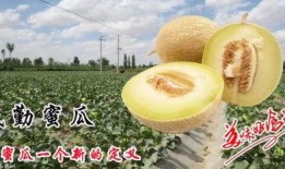 吃民勤蜜瓜吃法,尽享夏日甜蜜时光