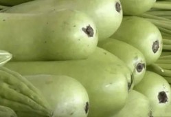 吃瓜葫芦素中毒,警惕夏日常见瓜果风险