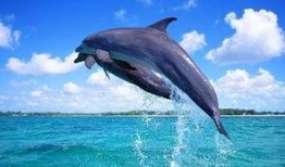 海豚吃瓜软件,揭秘网络社交新潮流