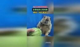 土拨鼠吃瓜饱了,揭秘动物界的“美食家”