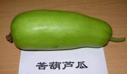 哪种葫芦瓜可吃,揭秘可食用葫芦瓜的种植与食用方法