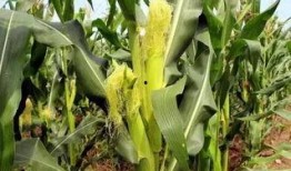 扶着墙吃瓜,揭秘娱乐圈的幕后故事