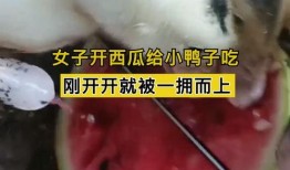 鸭子可以吃瓜,探索鸭子的美味新食尚