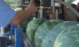 市里吃瓜,揭秘本地吃瓜群众的日常娱乐生活