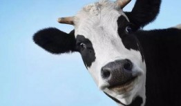 吃瓜奶牛君,揭秘娱乐圈背后的那些事儿