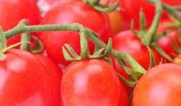 番茄小说搞笑吃瓜文