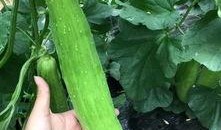 吃瓜群众想发达,揭秘如何实现财富梦想