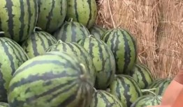 全国吃瓜官网,揭秘各地特色美食，带你领略舌尖上的中国