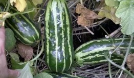 吃瓜吃到自己老家,一场意外的家乡之旅