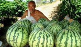 路边吃瓜摊主,见证人间烟火气