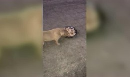 恶霸吃瓜的视频,一场令人捧腹的闹剧