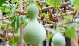 哪种葫芦瓜可吃,揭秘可食用葫芦瓜的种植与食用方法