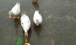 鸭子可以吃瓜,探索鸭子的美味新食尚