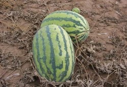 吃瓜小圈儿,网络舆论场中的趣味与真相