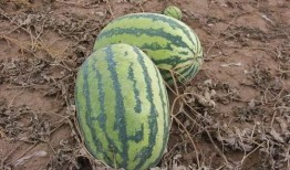 吃瓜小圈儿,网络舆论场中的趣味与真相