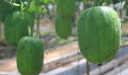 吃瓜济南,一场别开生面的“吃瓜”之旅