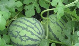 孕早期可以吃荷兰瓜吗,荷兰瓜的适宜摄入与注意事项