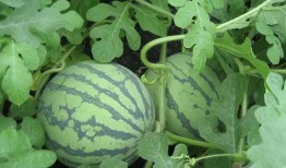 离石人都在吃瓜