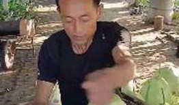 东北主播吃瓜,揭秘娱乐圈幕后风云