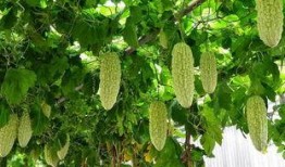 腰疼可以吃凉瓜吗,缓解不适