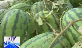 市里吃瓜,揭秘本地吃瓜群众的日常娱乐生活